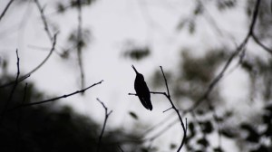 Hummingbird at Caves Branch Lodge